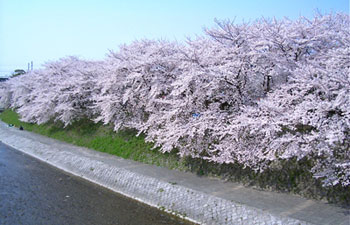 川辺の桜