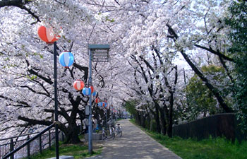 桜のトンネルと提灯の花見気分